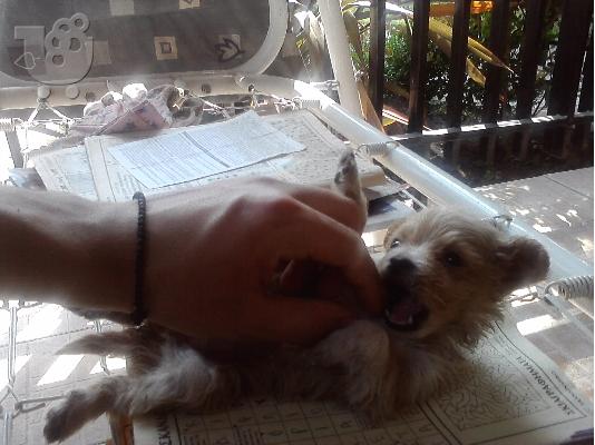 PoulaTo: kanis terrier